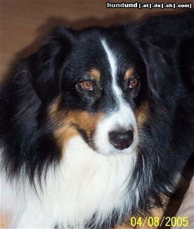 Australian Shepherd Hunde Foto 24793 in höherer Auflösung ansehen Australian Shepherd Guardian Angel's Bandit, der Vater von Janice u. Darling's Deja Vu