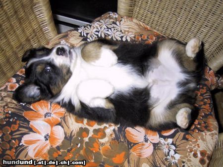 Australian Shepherd Bandu from Black Boy Country