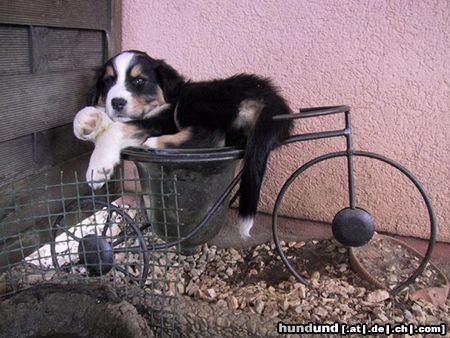 Australian Shepherd Hunde Foto 15164 Australian Shepherd Barky from Black Boy Country