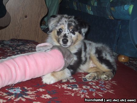 Australian Shepherd Hunde Foto 18144 Australian Shepherd Unser Ben mit 3 Monaten