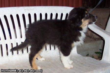 Australian Shepherd Hunde Foto 15561 in höherer Auflösung ansehen Australian Shepherd Darling's Benji