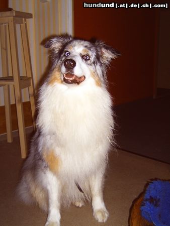 Australian Shepherd Hunde Foto 19747 Australian Shepherd
