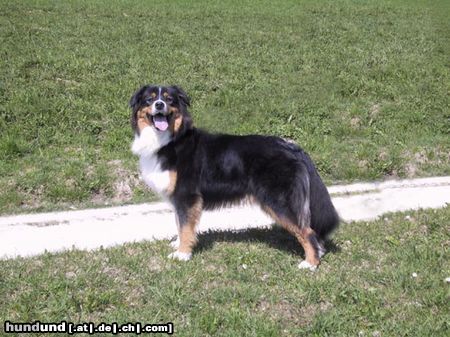 Australian Shepherd Hunde Foto 20031 Australian Shepherd Bandu from Black Boy Country