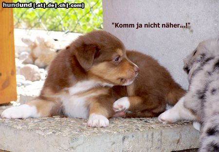 Australian Shepherd Hunde Foto 23916 Australian Shepherd Biene, die wilde Hummel!