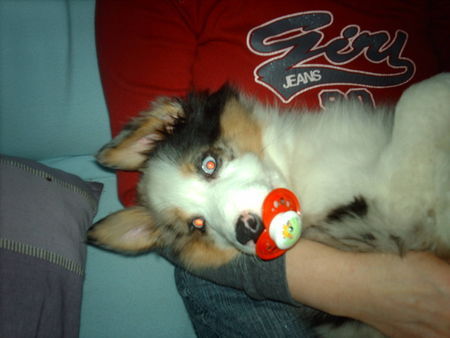 Australian Shepherd Hunde Foto 37297 Australian Shepherd hmmm der schmeckt!!