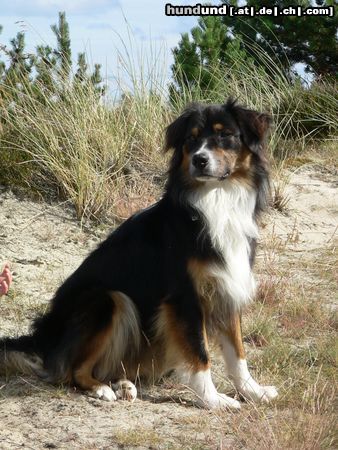 Australian Shepherd Hunde Foto 24099 Australian Shepherd Keno