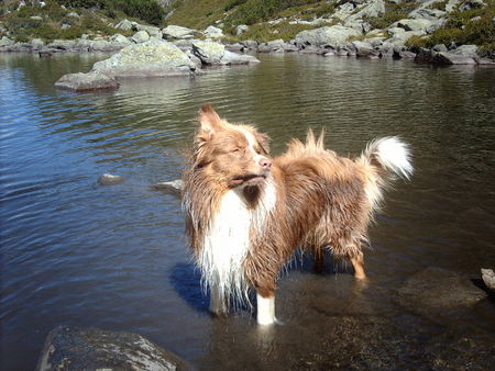 Australian Shepherd Hunde Foto 42778 Australian Shepherd Sunni