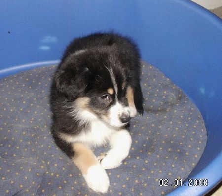 Australian Shepherd Hunde Foto 40782 Australian Shepherd Unsere Welpen