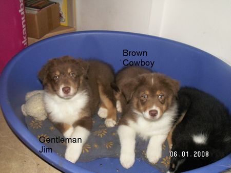 Australian Shepherd Hunde Foto 40781 Australian Shepherd Unsere Welpen