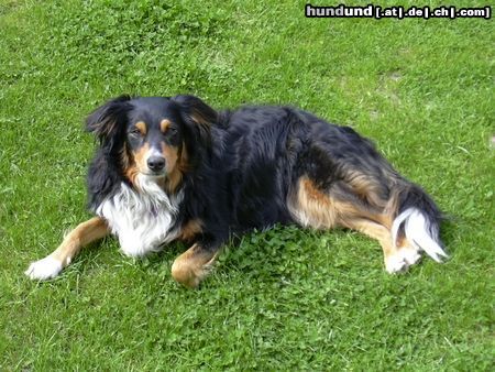 Australian Shepherd Hunde Foto 11267 Australian Shepherd Sammy