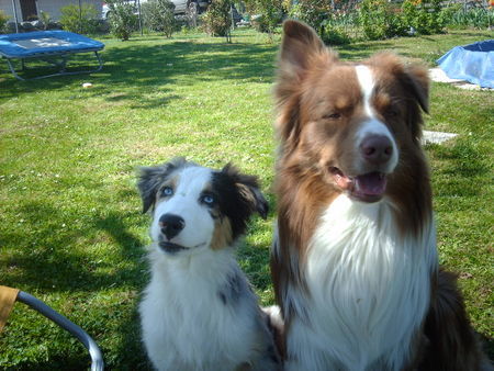 Australian Shepherd Hunde Foto 38089 Australian Shepherd Sunni&Balou