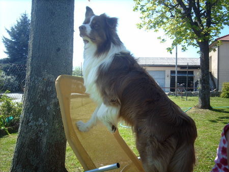 Australian Shepherd Hunde Foto 38091 Australian Shepherd Sunni hält Ausschau