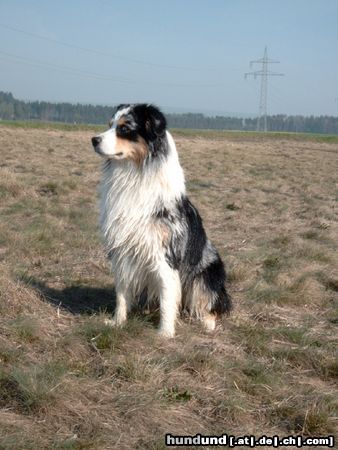 Australian Shepherd Hunde Foto 24961 in höherer Auflösung ansehen Australian Shepherd Dusty