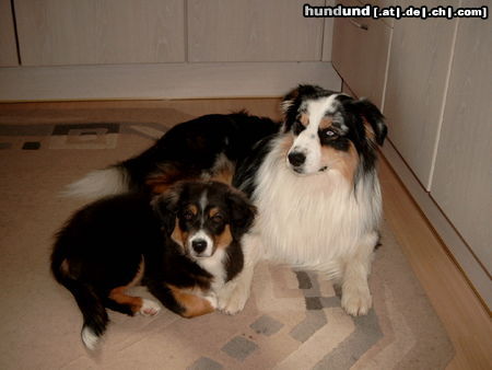 Australian Shepherd Hunde Foto 24960 in höherer Auflösung ansehen Australian Shepherd Dusty und Sydney