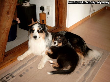 Australian Shepherd Hunde Foto 24959 in höherer Auflösung ansehen Australian Shepherd Dusty und Sydney
