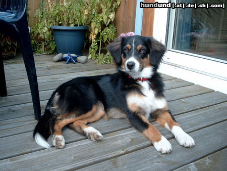 Australian Shepherd Hunde Foto 26235 in höherer Auflösung ansehen Australian Shepherd Darling`s Deja Vu Sydney