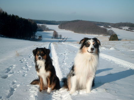 Australian Shepherd Hunde Foto 27848 in höherer Auflösung ansehen Australian Shepherd Sydney + Dusty