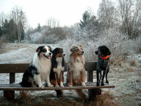Australian Shepherd Hunde Foto 28417 in höherer Auflösung ansehen Australian Shepherd Was wollen die auf meiner Bank?