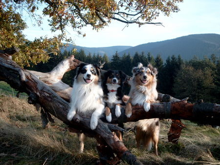 Australian Shepherd Hunde Foto 35622 in höherer Auflösung ansehen Australian Shepherd Drei Freunde