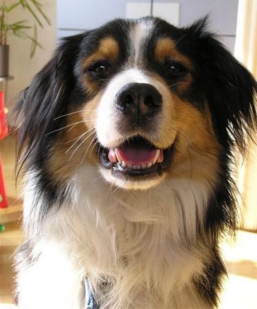 Australian Shepherd Hunde Foto 31542 Australian Shepherd