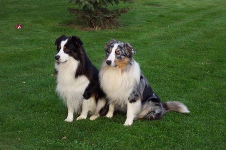 Australian Shepherd Hunde Foto 1362 Australian Shepherd Hocks Legaliced Blue Merlin & Patzolds Black Artus