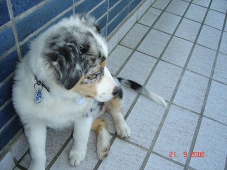 Australian Shepherd Hunde Foto 34289 Australian Shepherd Blue Dog