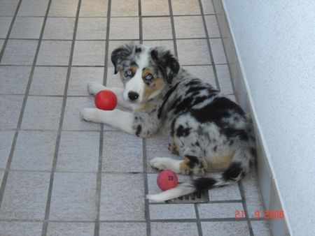 Australian Shepherd Hunde Foto 34290 Australian Shepherd Wer die Wahl hat..............................