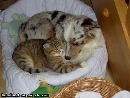 Australian Shepherd Hunde Foto 15953 Australian Shepherd Blue from Black Boy Country