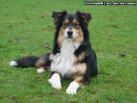 Australian Shepherd Hunde Foto 20032 Australian Shepherd Bohemian Rhapsody from Black Boy Country