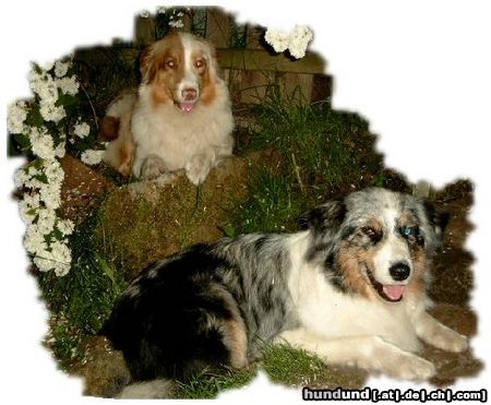 Australian Shepherd Hunde Foto 14156 Australian Shepherd Bonnie + Faye