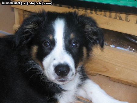 Australian Shepherd Hunde Foto 16180 in höherer Auflösung ansehen Australian Shepherd Buffy 16 Wochen
