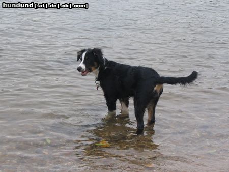 Australian Shepherd Hunde Foto 16182 in höherer Auflösung ansehen Australian Shepherd Buffy 19 Wochen