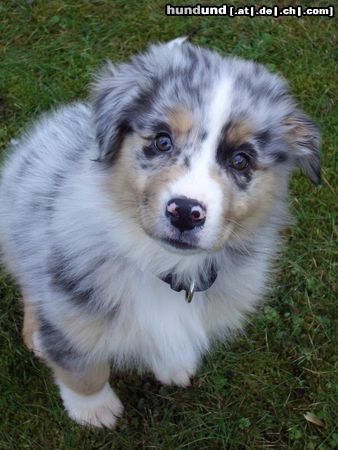 Australian Shepherd Hunde Foto 18745 in höherer Auflösung ansehen Australian Shepherd Ich bin Campino