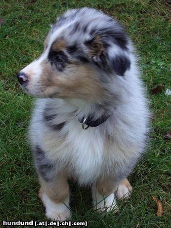 Australian Shepherd Hunde Foto 18746 in höherer Auflösung ansehen Australian Shepherd Ich bin Campino