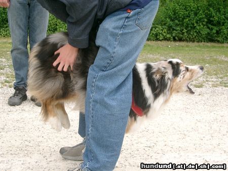 Australian Shepherd Hunde Foto 24545 in höherer Auflösung ansehen Australian Shepherd Da freut sich aber jemand