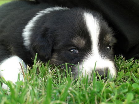 Australian Shepherd Hunde Foto 39018 in höherer Auflösung ansehen Australian Shepherd Black Pearl