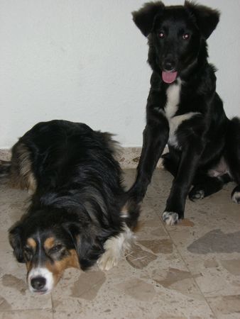 Australian Shepherd Hunde Foto 40649 in höherer Auflösung ansehen Australian Shepherd unsere zwei süßen.... Coco und Maggy
