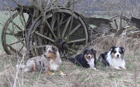 Australian Shepherd Hunde Foto 43405 in höherer Auflösung ansehen Australian Shepherd damals....im wilden westen