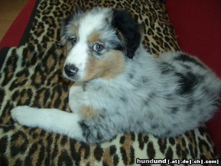 Australian Shepherd Hunde Foto 14373 Australian Shepherd Die kleine Polly