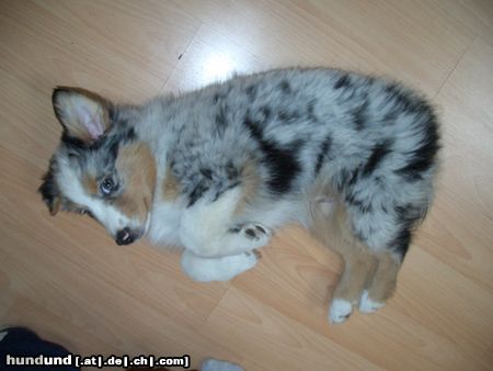 Australian Shepherd Hunde Foto 14374 Australian Shepherd Die kleine Polly nochmals