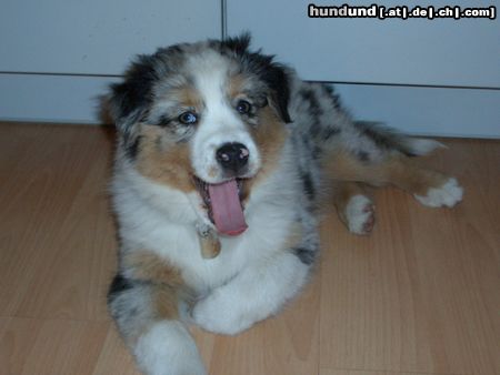 Australian Shepherd Hunde Foto 14375 Australian Shepherd Polly