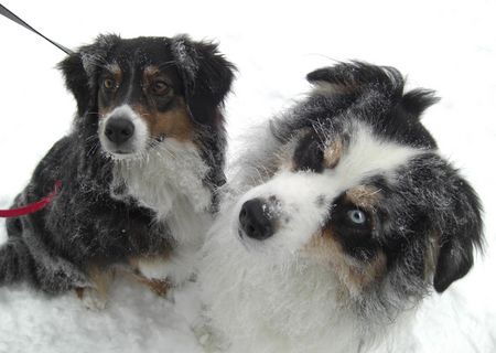 Australian Shepherd Hunde Foto 43796 in höherer Auflösung ansehen Australian Shepherd kalt!!