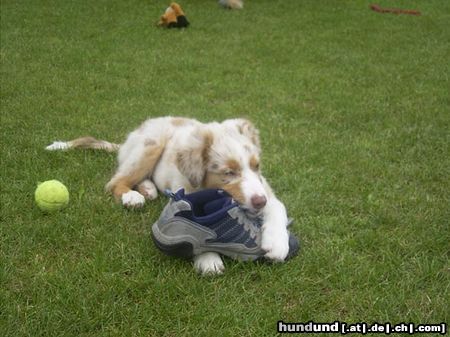 Australian Shepherd Hunde Foto 23976 Australian Shepherd Caja from Black Boy Country