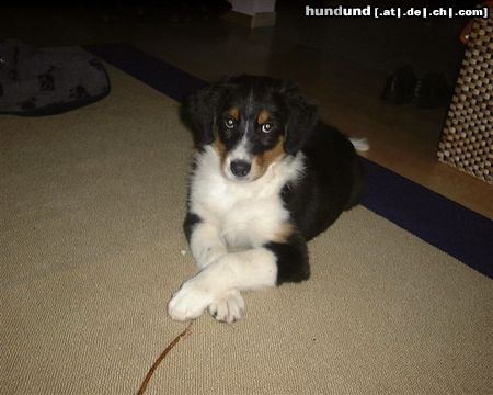 Australian Shepherd Hunde Foto 24363 Australian Shepherd Calluna from Black Boy Country