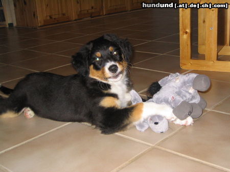 Australian Shepherd Hunde Foto 24362 Australian Shepherd Casey from Black Boy Country