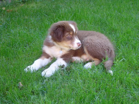 Australian Shepherd Hunde Foto 36570 Australian Shepherd Enzo als baby mit 12 wochen :-)