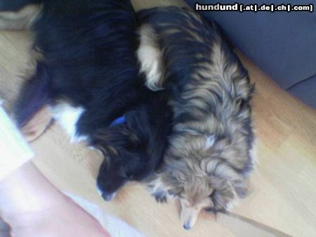 Australian Shepherd Hunde Foto 20945 Australian Shepherd Hier ist mein Aussie Chicco (1Jahr alt) und seine Sheltie Freundin Bonny (6 Jahre alt)