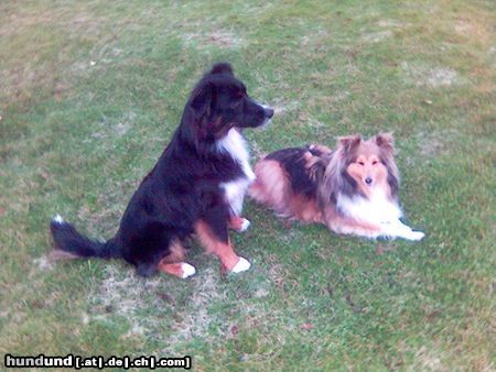 Australian Shepherd Hunde Foto 20944 Australian Shepherd Hier ist mein Aussie Chicco (1Jahr alt) und seine Sheltie Freundin Bonny (6 Jahre alt)