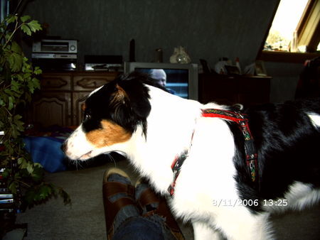 Australian Shepherd Hunde Foto 37439 Australian Shepherd Cindy