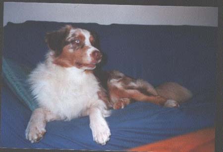 Australian Shepherd Hunde Foto 498 Australian Shepherd Merlin